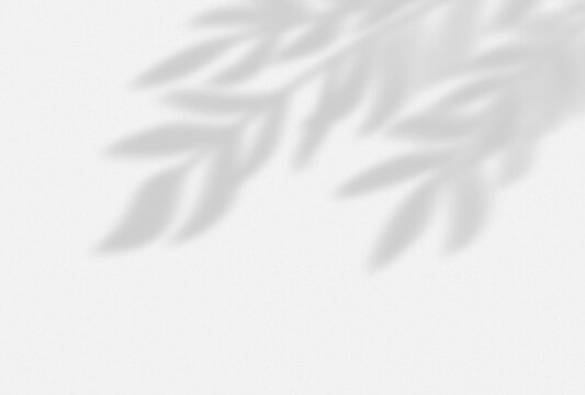Shadow of leaves on white background