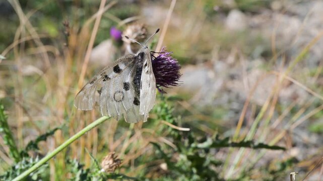 Apollo,  close-up , Mountain Apollo, Parnassius apollo, butterfly,  Mountain Apollo, Parnassius apollo, butterfly,  Papilionidae,  lawn, meadow, field,  Gran Paradiso National Park, Cogne,
