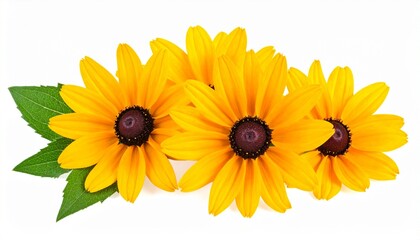 Obraz premium Rudbeckia Hirta Flowers Arrangement on White Background for Natural Wellness Concepts.