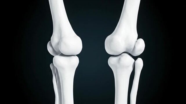 3D Animation of Human Tibia and Fibula Rotation with Soft Lighting