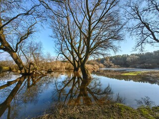 Spring landscape on the river with trees in the water without leaves, high water and flood.