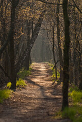 Fototapeta premium path in the forest on a sunny day