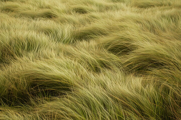 Wild green and golden grass texture background