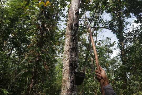 Process of a rubber tapper carving latex path on tree trunk