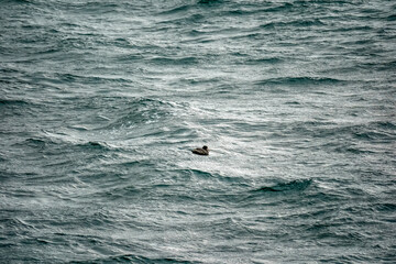 Fototapeta premium petrel Sea Bird in beagle channel patagonia