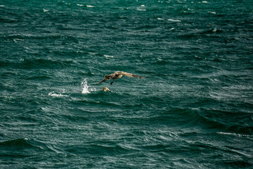 Obraz premium Albatross Macronectes halli bird in beagle channel patagonia