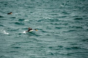 patagonia cormorant in beagle channel