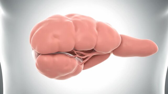 3D Human Pancreas Anatomical Model Rotation - Digestive System Organ Visualization