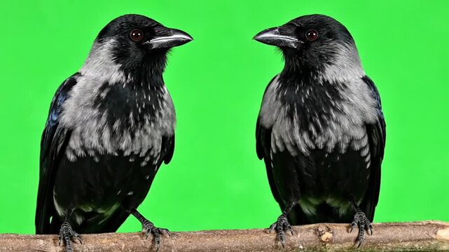Two crows perch on a branch against a green backdrop