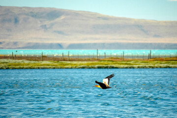Fototapeta premium Theristicus melanopis Black-faced Ibis in el calafate lagoon patagonia argentina