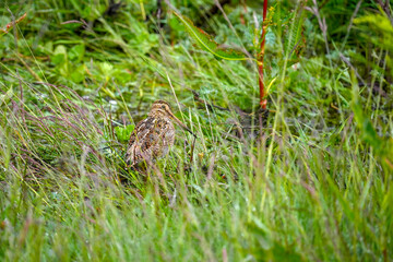 Fototapeta premium woodcock bird rare to see in Ushuaia patagonia argentina national park