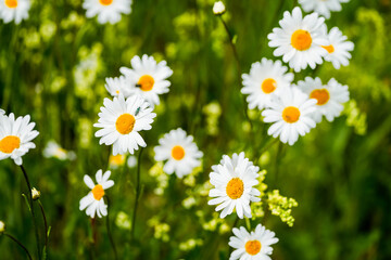 Obraz premium Close-up of white and yellow oxeye daisy flowers. Flowering plants in a wildflower meadow. Leucanthemum vulgare. 