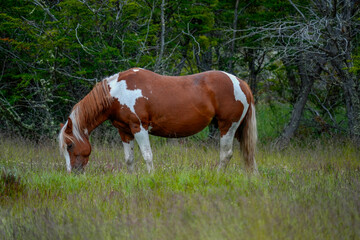 Fototapeta premium wild horse in ushuaia national park