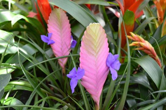 Pink Quill Plant, Tillandsia Cyanea