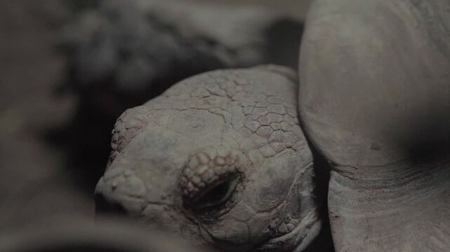 A close-up of the head of a turtle is shown.