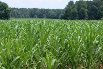 Fototapeta premium Vibrant Green Cornfield Under Blue Sky and Forest Background with Sunlight