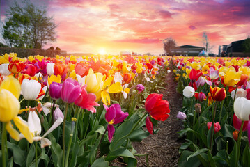 Tulips bulbs production in Netherlands, colorful spring fields with blossoming tulip flowers in Zeeland. High quality photo