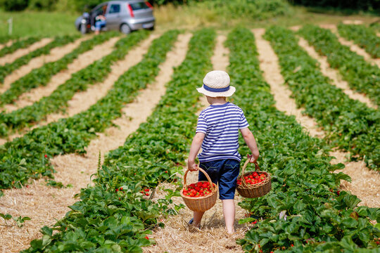Happy adorable little kid boy picking and eating strawberries on organic berry bio farm in summer, on warm sunny day. Funny child having fun with helping. Strawberry plantation field, ripe red berries