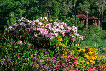 Colorful rhododendron and azalea flowers blooming in a lush green garden during summertime, with a rustic wooden gazebo nestled among trees in the background, creating a peaceful natural landscape