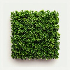 Obraz premium A square patch of dense green foliage against a plain white background, top view