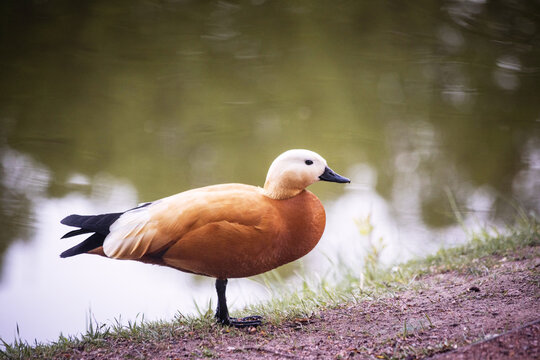 beautiful red duck ogar swims in a pond on a summer day