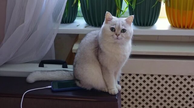 Silver chinchilla cat sitting near window. Home interior with potted plants.