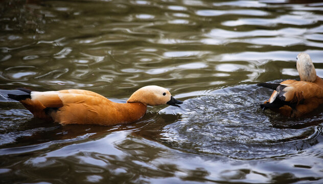 beautiful red duck ogar swims in a pond on a summer day