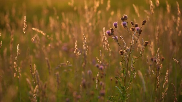 Wild grasses in sunny sunset color, spikelets and thistles