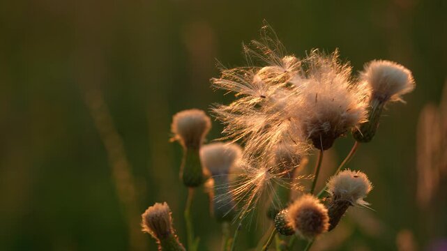 Close-up of a thistle fluff ready for spreading seeds by the wind