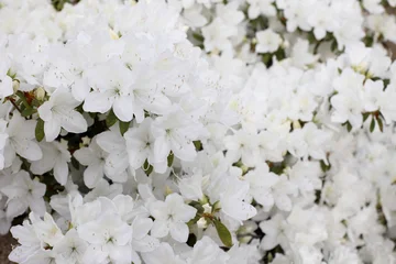 Fototapeten Azalee Azalea white flowers bloom in a garden during springtime  © Aygul Bulté