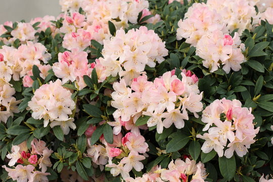 Rhododendron variety  Percy Wiseman flowers bloom in garden during spring season with vibrant colors