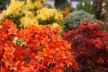 Obraz premium Orange, red and yellow azalea flowers bloom in a garden during spring season