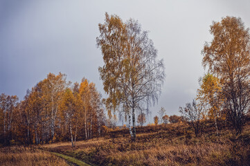 Fototapeta premium dirt road through forest after heavy rain