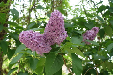 Showy mauve flowers of Syringa vulgaris in mid May © Anna