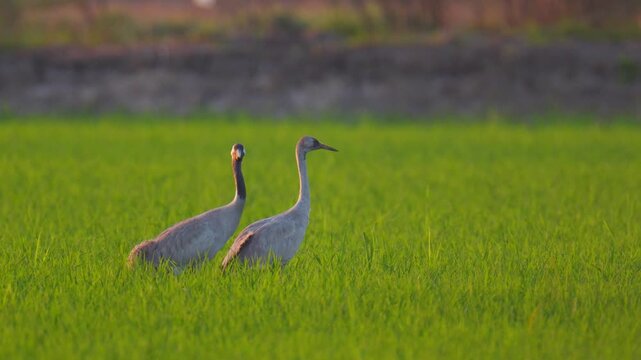 Common Crane  Grus grus Large birds migrate from Europe, flying long distances, and land in the rice fields of northern Thailand.