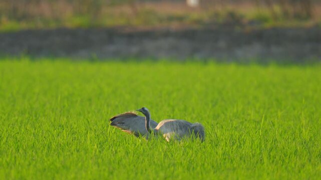 Common Crane  Grus grus Large birds migrate from Europe, flying long distances, and land in the rice fields of northern Thailand.