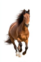 Obraz premium Majestic brown horse galloping with flowing mane on white background