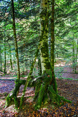 Autumn view of the Irati Forest, Selva de Irati in the Spanish province of Navarre in Spain