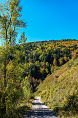 Autumn view of the Irati Forest, Selva de Irati in the Spanish province of Navarre in Spain