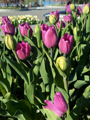 plant background from tulips