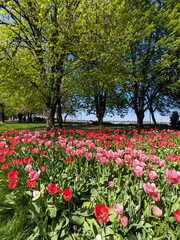 plant background from tulips