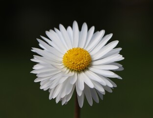 Beautiful background with Bellis perennis flower © Rita Puteikytė