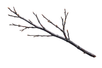 Obraz premium A close-up image of a bare tree branch with small buds against a black backdrop
