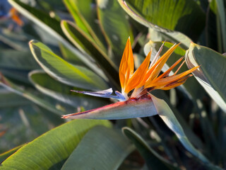 Fototapeta premium Beautiful blooming exotic Strelitzia reginae bird of paradise flower and female hand close up 