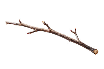 Isolated, slender brown twig with small budding branches, against a solid black background