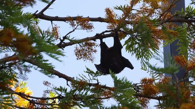 A bat hanging upside down in a tree, actively feeding on the nectar from a silky oak tree at dusk, maneuver along branches, close up shot.
