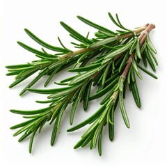 Fototapeta premium Fresh Green Rosemary Sprigs Isolated Against White Background for Culinary Use