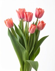 Fototapeta premium Bouquet of Pink Tulips with Green Leaves on a White Background