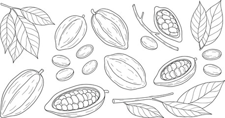 Cacao pod and cocoa bean botanical sketch set with leaves seeds and chocolate plant line art vector illustrations isolated © MdYeasin