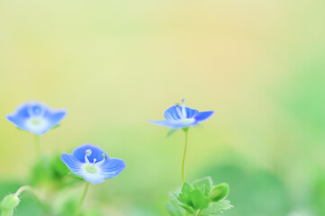 春の野原に咲くオオイヌノフグリ